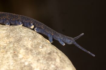 Media type: image; Invertebrate Zoology 168055   Description: Digital photograph of specimen in life.;